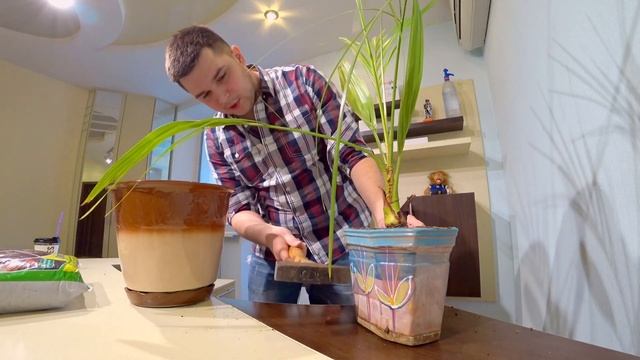 Как ПЕРЕСАЖИВАТЬ ФИНИКОВУЮ ПАЛЬМУ ? | Можно ли вырастить ее из косточки ? | Богдан Приходько смотреть онлайн