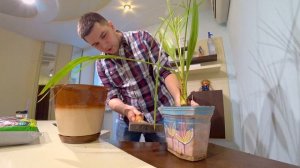 Как ПЕРЕСАЖИВАТЬ ФИНИКОВУЮ ПАЛЬМУ ? | Можно ли вырастить ее из косточки ? | Богдан Приходько