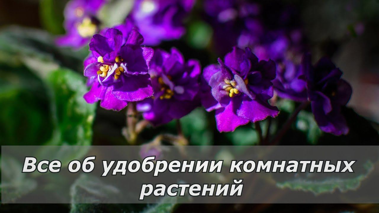 Часть 1.Правильно удобряем  комнатные растения.