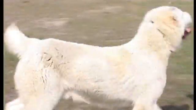 ОШ ТОХУМ 9 мес. смотреть онлайн