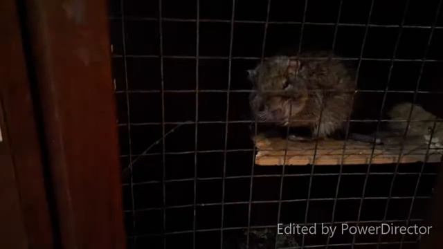 VLOG Контактный Зоопарк для детей смотреть онлайн