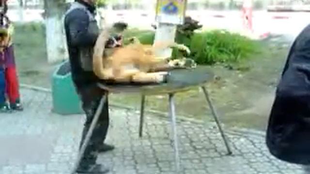 К нам приехал зоопарк. Показ животных. Армянск Крым. смотреть онлайн