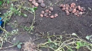 Лучшие сорта картошки. Сорт журавинка.