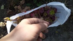 Сбор семян астры семейства принцесс и хризантемы