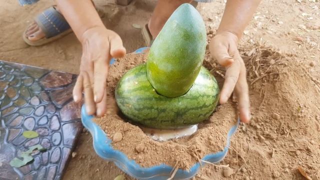 New Grafting mango tree with watermelon yields a lot of fruit | Mango Tree Growing смотреть онлайн