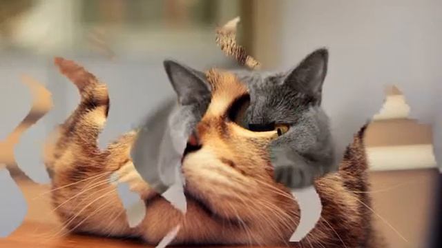 Оптовая база кормов для кошек смотреть онлайн