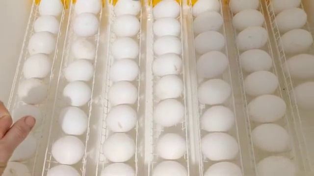 Правильная закладка яиц в инкубатор! смотреть онлайн