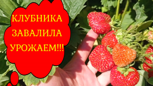 #клубника КЛУБНИКА ЗАВАЛИЛА УРОЖАЕМ! #клубника_урожай#урожай_клубники2022#клубника_завалила_урожаем#