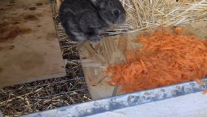 Маленьким крольчатам 18 дней. Новорожденные кролики подросли.