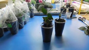 ???КАК ВЫРАСТИТЬ РОЗУ ИЗ БУКЕТА !