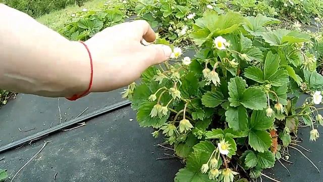 Когда накрывать клубнику белым агроволокном весной Как вырастить раннюю клубнику для начинающих