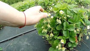 Когда накрывать клубнику белым агроволокном весной Как вырастить раннюю клубнику для начинающих