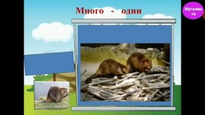 Русский язык 2 класс, :"Безударные гласные в корне слова." Урок 1.