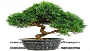Бонсай из пихты для начинающих садоводов – секреты формирования