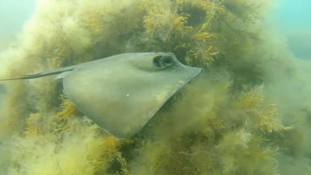 Дайвинг в Коктебеле с Белым Грифоном Divingtime.net смотреть онлайн