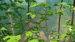 Сколько реально кг ягод можно получить с куста ежевики