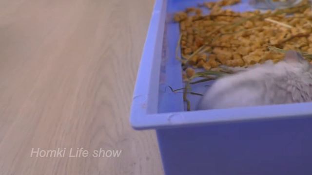 Жарко Хомяку Покушал, Умылся и Лег Спать. Видео с Хомяками
