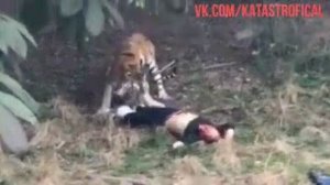 Тигр поймал человека