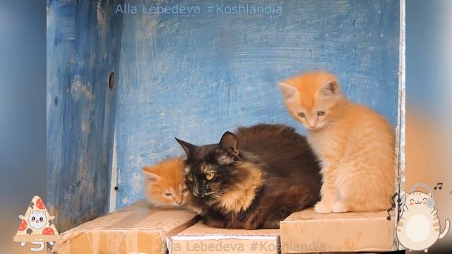 Мама Гоша и #котята Gosha- mom with #kittens смотреть онлайн