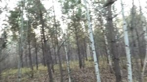 Эх, вот это нам сегодня повезло!!! Такая охота на зайца с гончими это большая редкость!