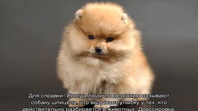 Померанский шпиц: описание породы собак, зубы, характер
