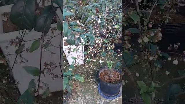 Ban hoa tet.2019.ngoc minh chau .ban cay giong.sip toan quoc.dt 0396525820 смотреть онлайн