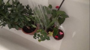 ПОЛИВ ЦВЕТОВ ВО ВРЕМЯ ОТПУСКА