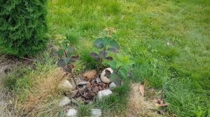 Самарская Лидия из р9, сравнение низкой обрезки и на 3-4почки