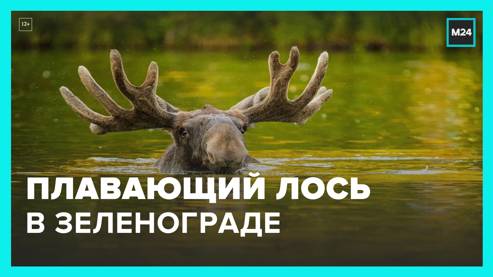 Москвичи обнаружили плавающего лося в Зеленограде - Москва 24
