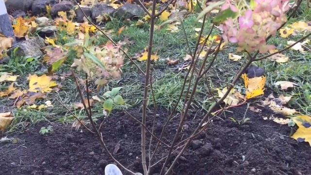 КАК ПРОИЗВОДИТЕЛИ ГОРТЕНЗИЙ ПОРТЯТ САЖЕНЦЫ. ЛАЙМ ЛАЙТ, долгожданный саженец,что я с ним буду делат смотреть онлайн