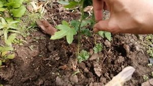 Гибискус тройчатый. Гибискус Китайский доктор. Бутоны на клумбе, выращивание из семян.