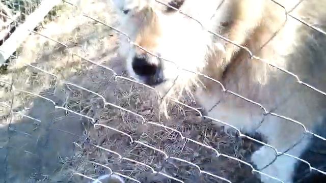 Output Сжигание древесины . Перекопка новым механизмом смотреть онлайн