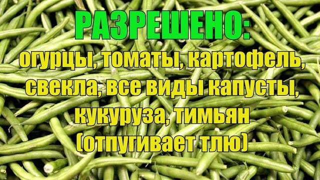 ДЛЯ БОГАТОГО УРОЖАЯ САЖАЙТЕ ЭТИ РАСТЕНИЯ ВМЕСТЕ (2 часть)! УРОЖАЙНОСТЬ +100% Что с чем сажать?