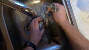 Как разделать рябчика