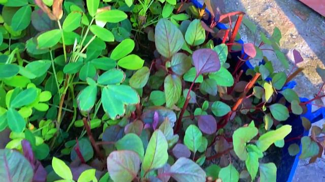 यह पौधा करेगा आपके शरीर की सारी बीमारी जड़ से खत्म || Benefits of Cholai Plant смотреть онлайн