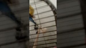 Как понять что попугай беремен