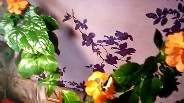 Цветок кроссандра - уход и размножение в домашних условиях