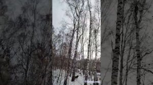 Омские лайки,нахаживание лаек по кунице!И добыча темного куна.