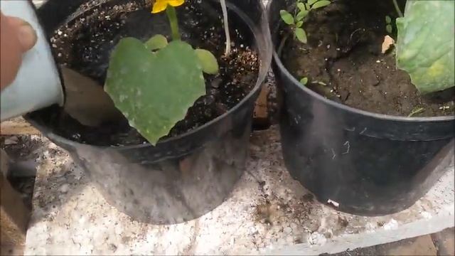 Подкормка огурцов золой. смотреть онлайн