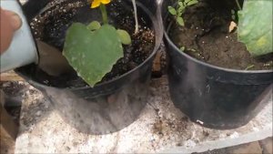 Подкормка огурцов золой.