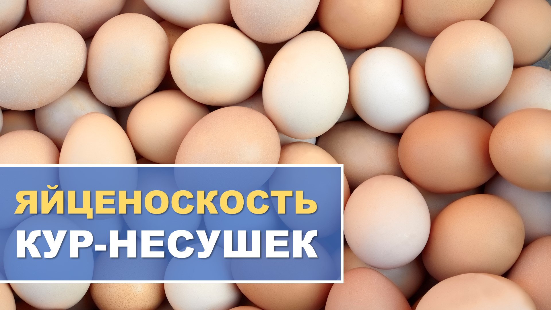 Как увеличить яйценоскость кур смотреть онлайн