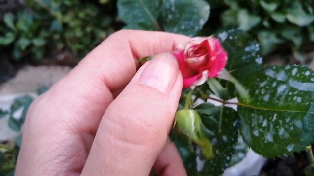 Как посадить розу с закрытой корневой системой. #хештег#моишестьсоток