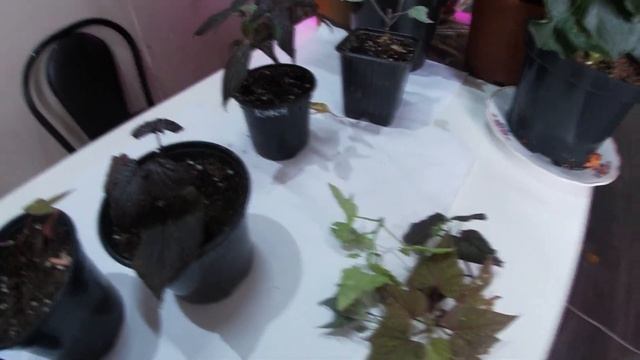 Черенкование ипомея батат смотреть онлайн