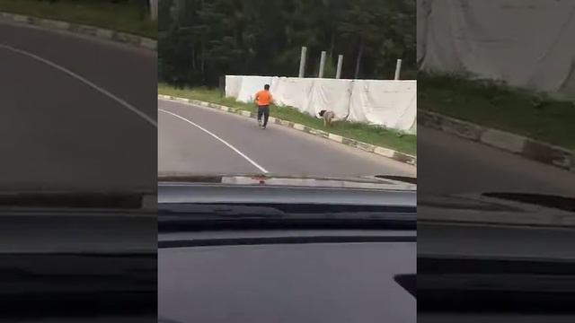 Отлов Московской сторожевой смотреть онлайн