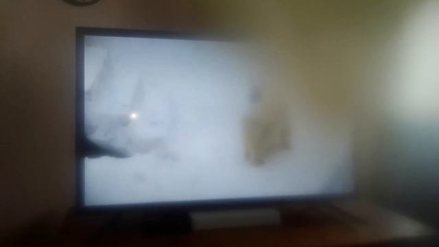 Новосибирский зоопарк имени ростислава Александровича шилло Канал YouTube смотреть онлайн