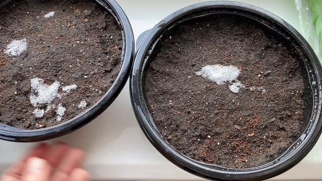 Дневник садовода и лампа для подсветки рассады. Что уже взошло из семян смотреть онлайн