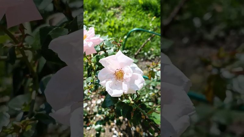 13 сент. 23г."Нью Дон" цветёт всё лето и не только, выносит бедные почвы и полутень. Блог о цветах.