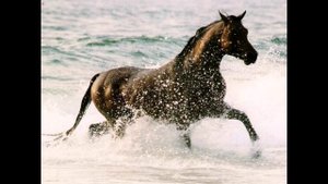 ОДИНОКИЙ ПАСТУХ ВИДЕОМОНТАЖ ЕЛЕНА МЕЛЬНИКОВА.