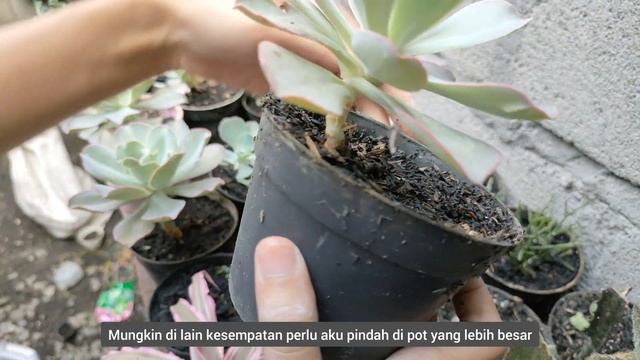 #Gardening339 : Succulents Echeveria Shaviana - Echeveria Leaf Propagation - Daily Gardening смотреть онлайн