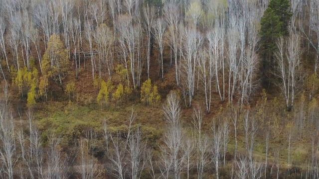 Бензопила Huter, заготовка дров смотреть онлайн